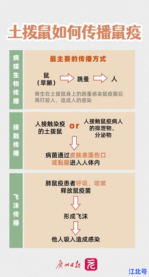 鼠疫总共死了多少人？盘点黑死病三次大流行致死人数与真实数据揭秘